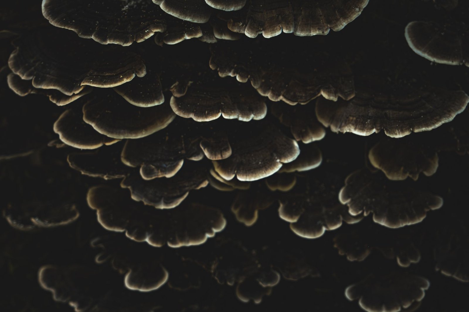 Mushroom nature gothic earthy fashion aesthetic